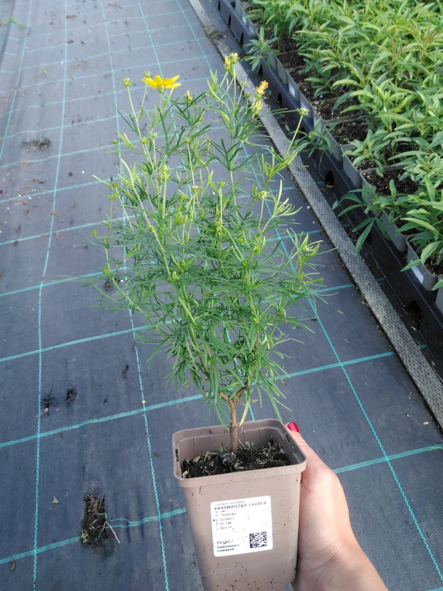 Krásnoočko Zagreb - 11. 9. 2025