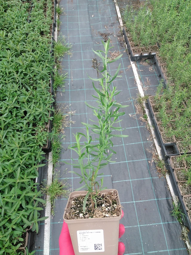 Asteri Schneetanne - 7. 7. 2025