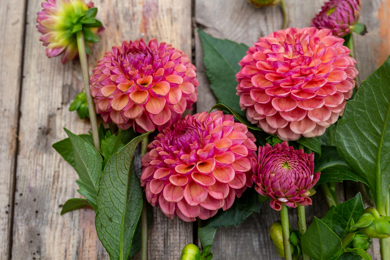 Dahlia Hapet Coppery, Loukykvět
