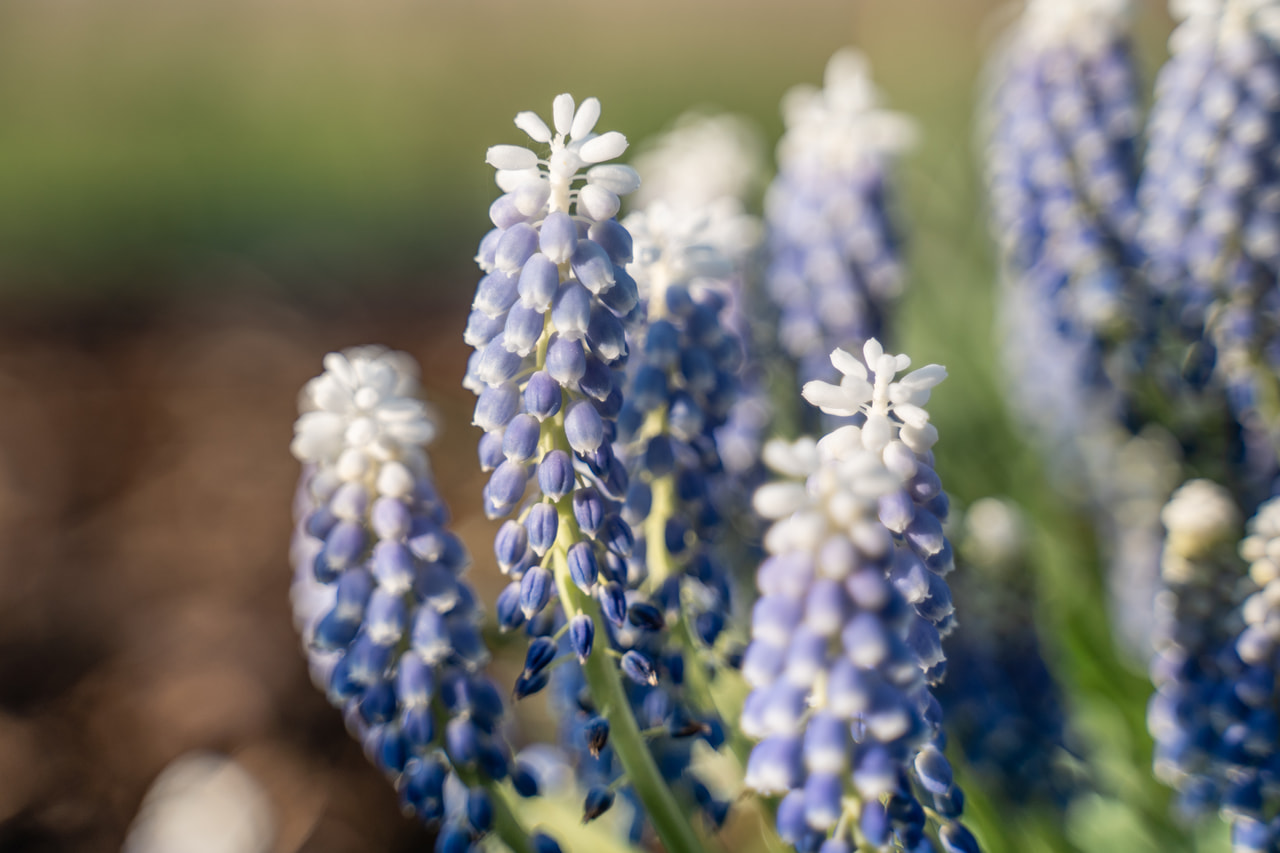 Muscari Carola, Loukykvět