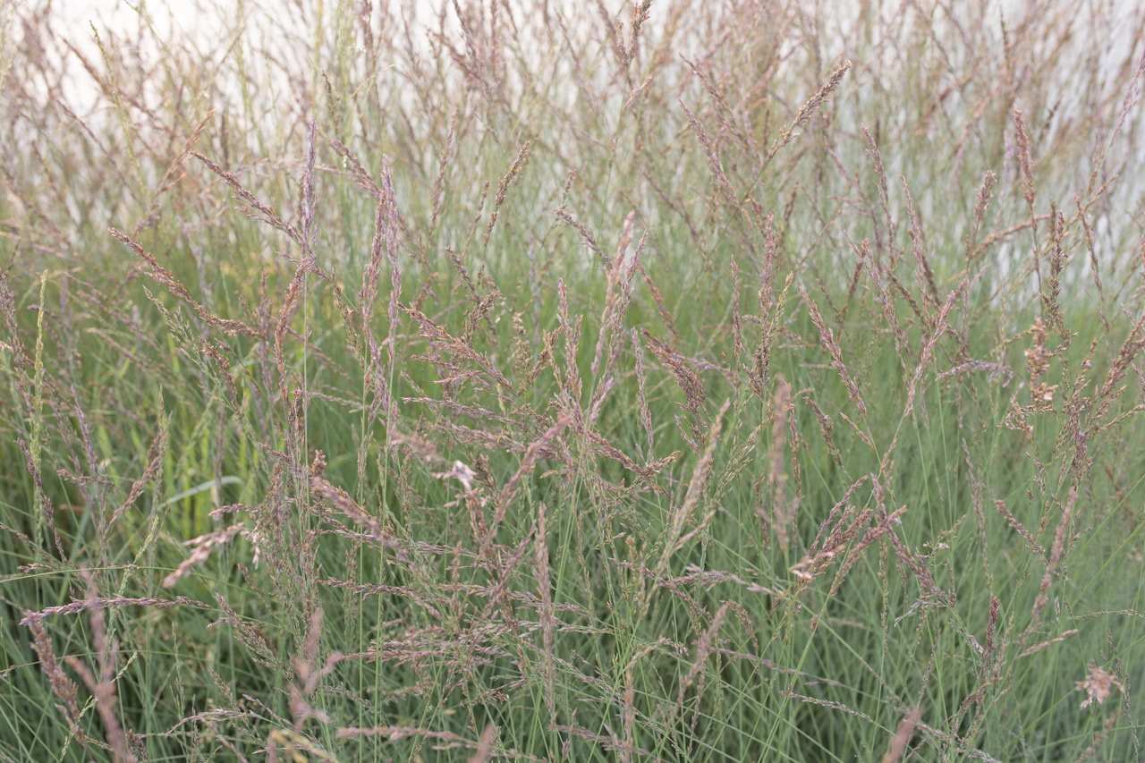 Molinia Edith Dudszus, Loukykvět