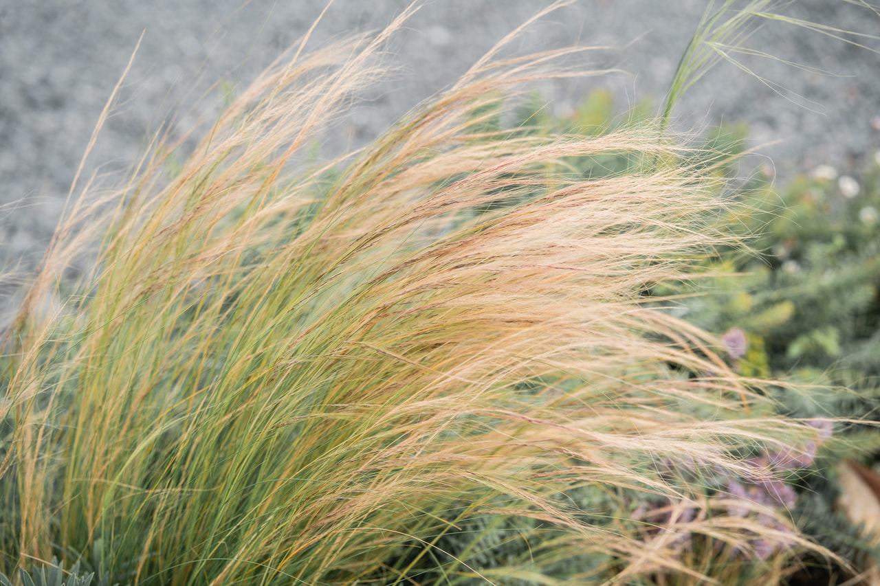 Hiushöyhenheinä, Loukykvět