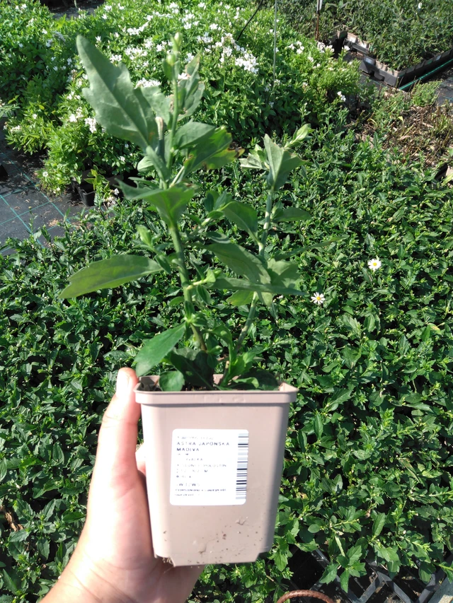 Kiinaasteri Madiva - 2024