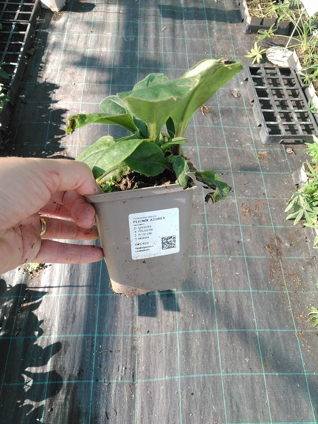 Plicník Azurea - 19. 8. 2025