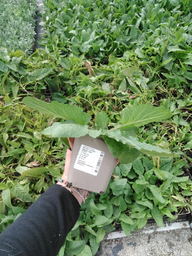 Salvia pratensis Swan Lake - 2024