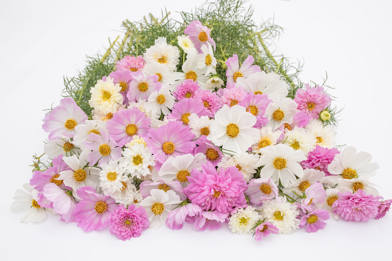 Kosmoskukka Sweetbar Mix, Loukykvět