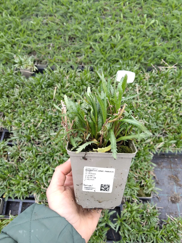 Siankärsämö Love Parade - 21. 4. 2026