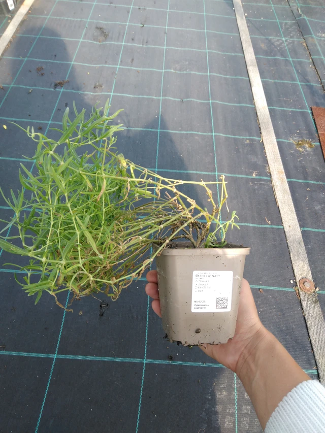 Morsiusharso - 11. 9. 2025