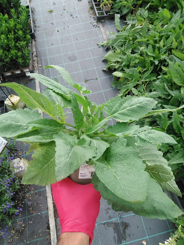 Salvia pratensis Swan Lake - 29. 7. 2025