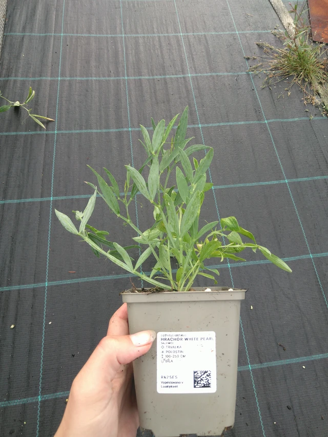 Tuoksuherne White Pearl - 11. 7. 2025