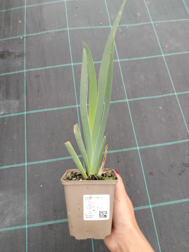 Kurjenmiekka Lune et Soleil - 10. 9. 2025