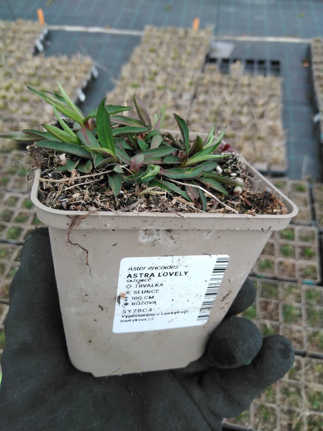 Asteri Lovely - 8. 4. 2025