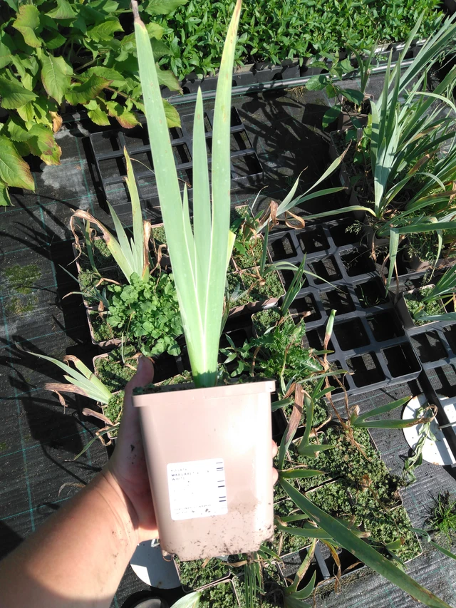 Tarhakurjenmiekka Margaret Viola White - 2024