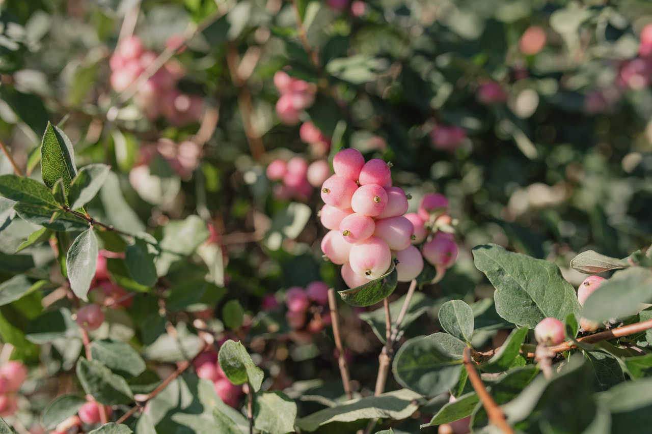 Lumimarja Magical Ruby Falls, Loukykvět