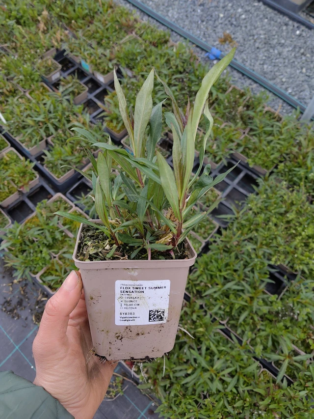 Syysleimu Sweet Summer Sensation - 21. 4. 2026