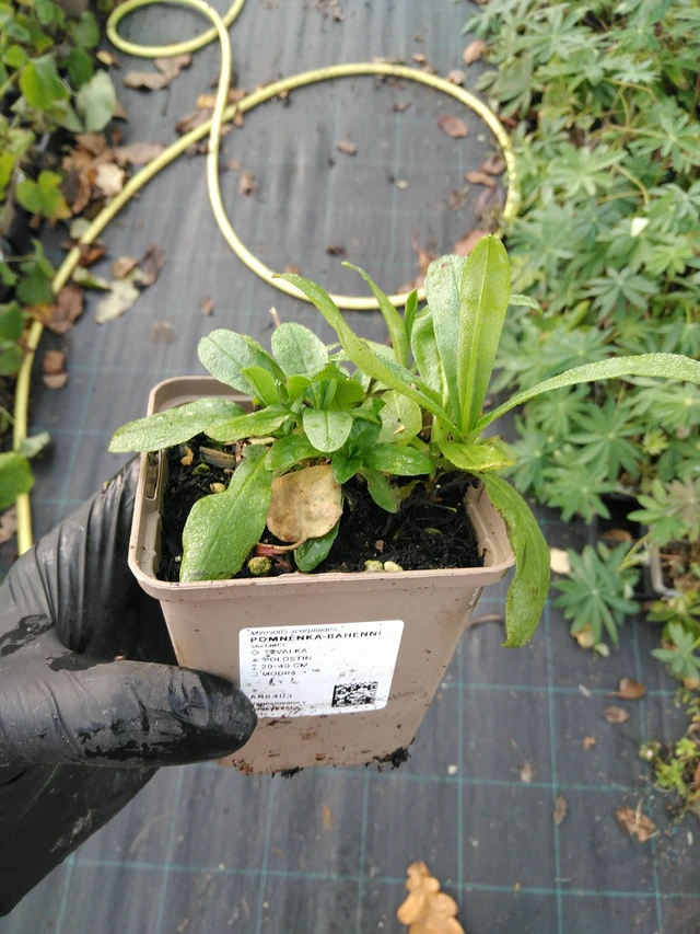 Luhtalemmikki - 31. 10. 2025