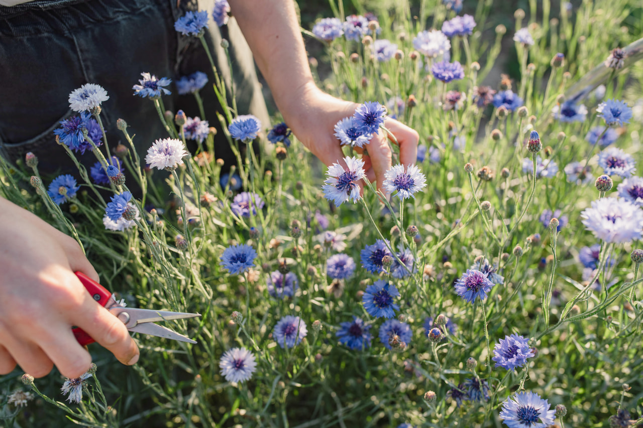 Aciano Classic Fantastic, Loukykvět