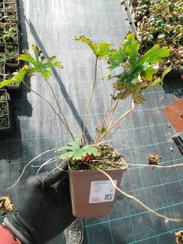 Kurjenpolvi Gravetye - 31. 10. 2025