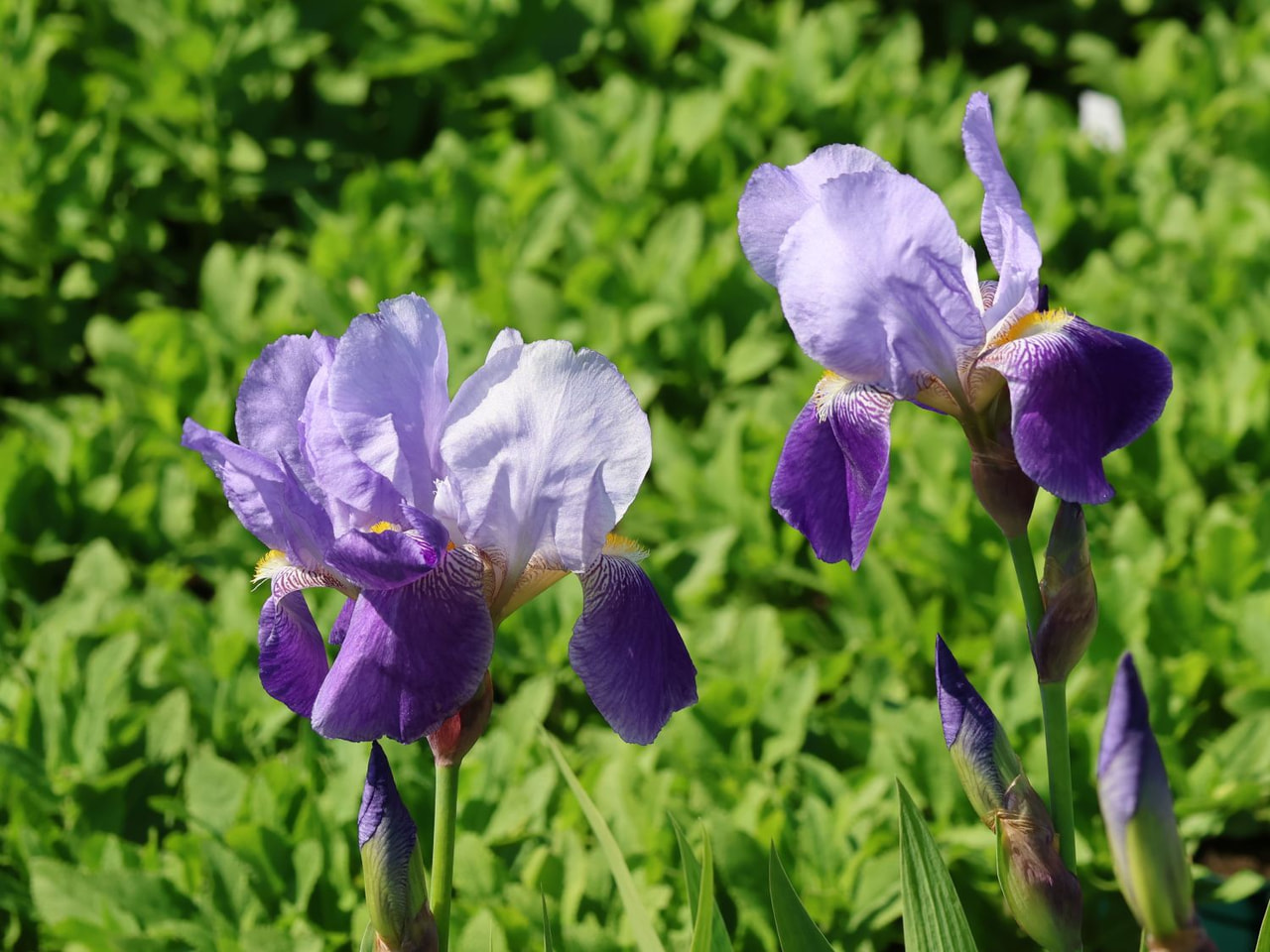 Kurjenmiekka Lent A. Williamson, Loukykvět