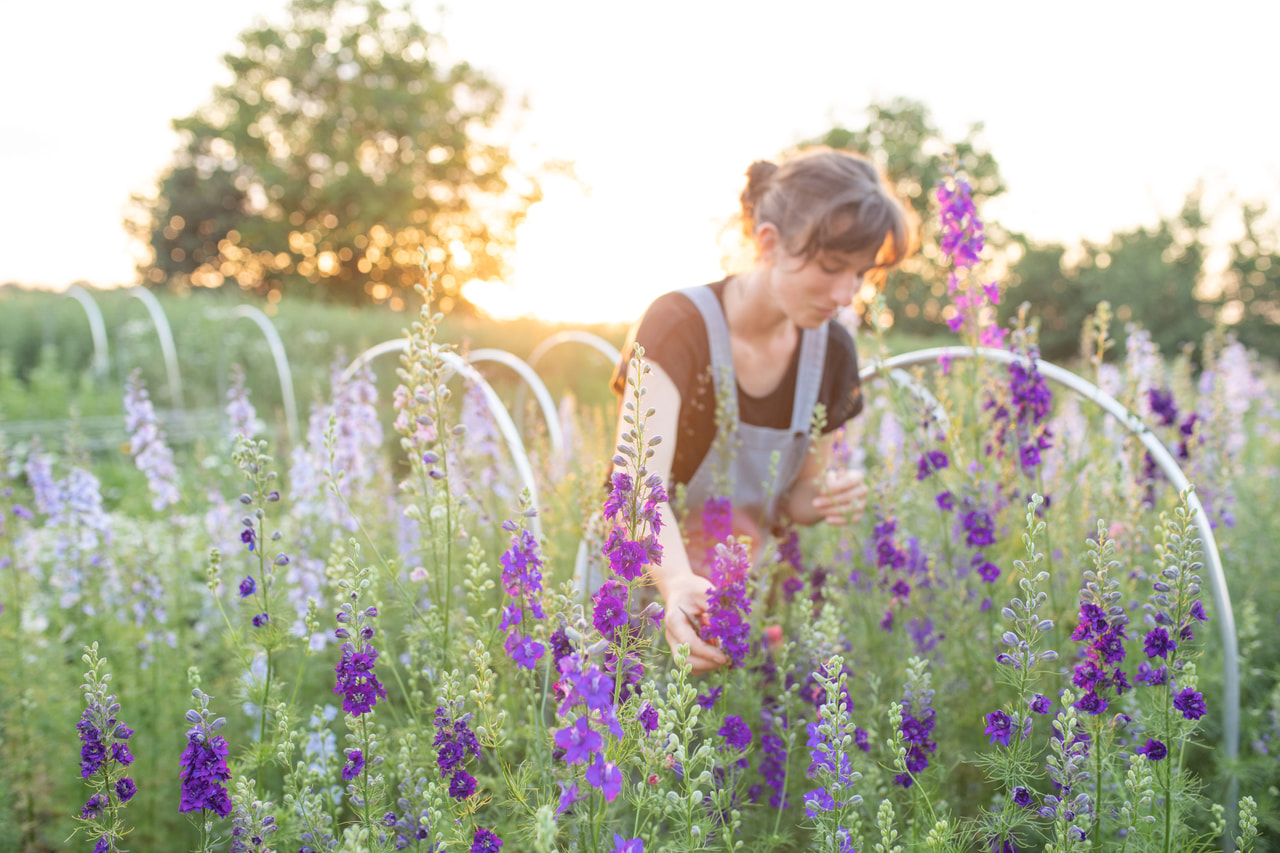 Larkspur QIS Dark Blue, Loukykvět