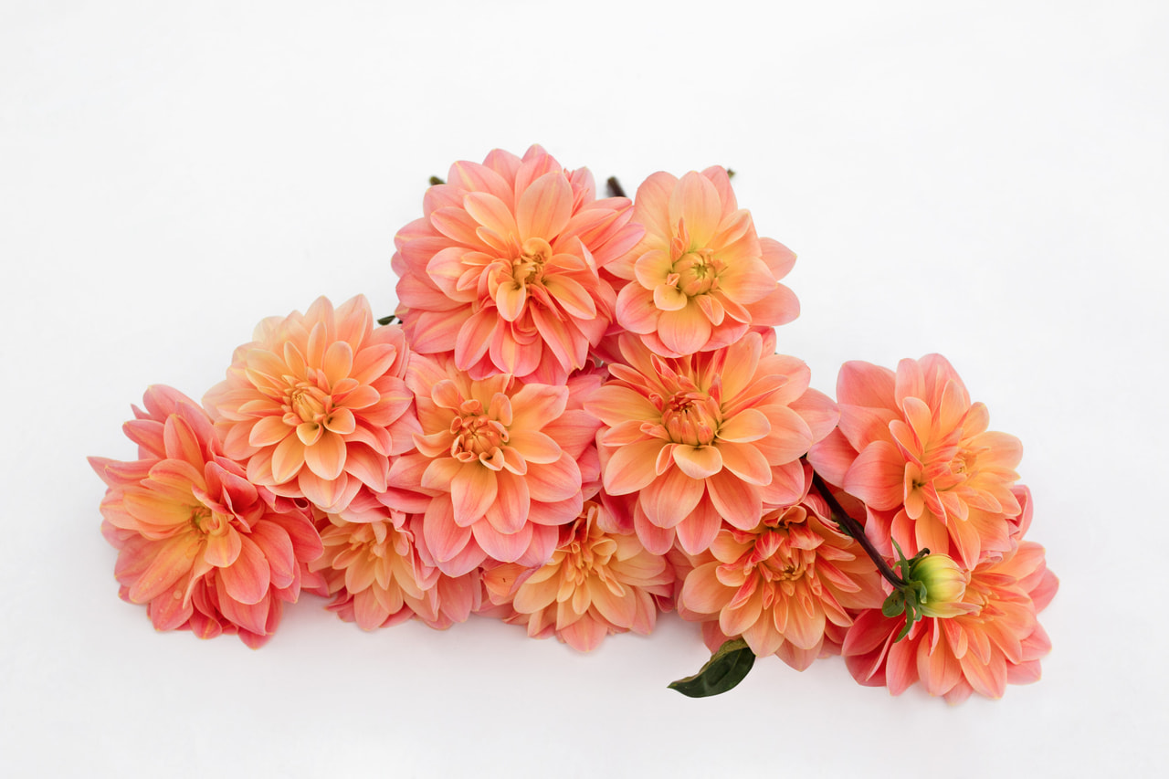 Dahlia Mister Frans, Loukykvět