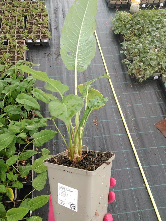 Konnantatar Speciosa - 7. 7. 2025