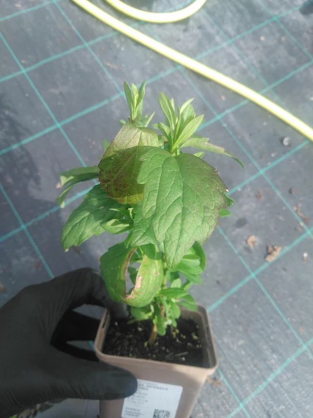 Tiukuasteri Antonia - 10. 9. 2025