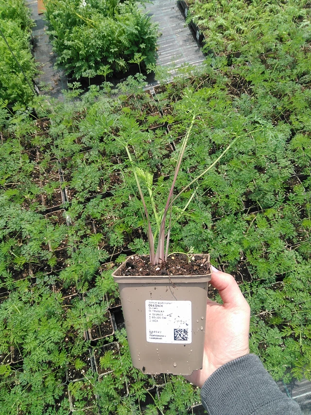 Suoputki - 9. 6. 2025