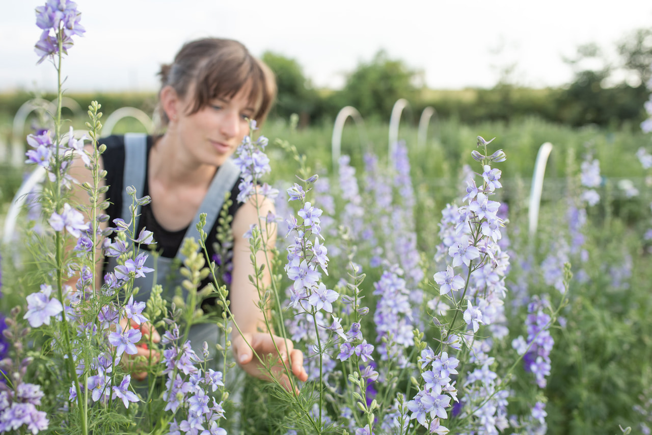 Larkspur QIS Light Blue, Loukykvět