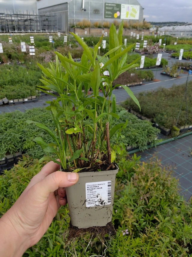 Kellopeippi Bouquet Rose - 9. 10. 2025