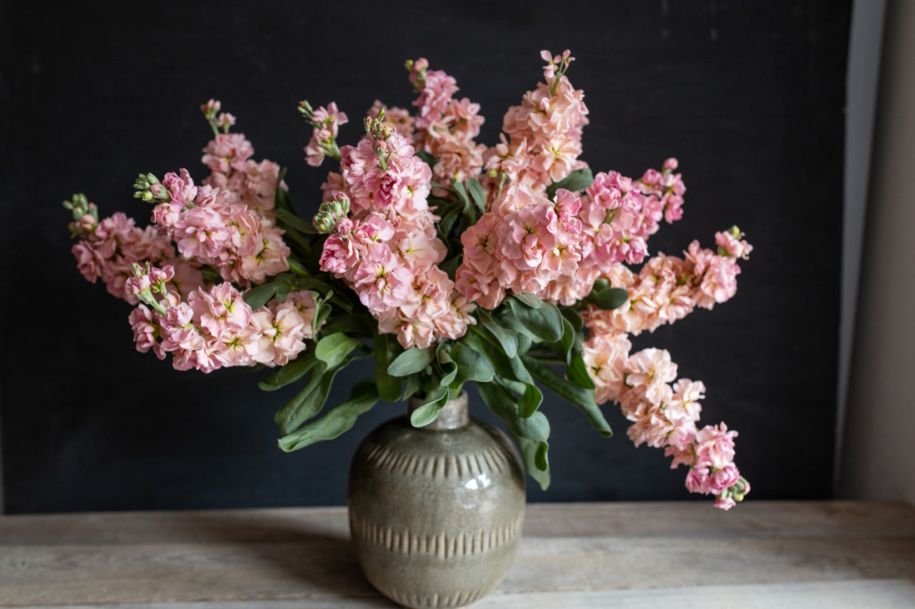 Levkoija Katz Apricot, Loukykvět