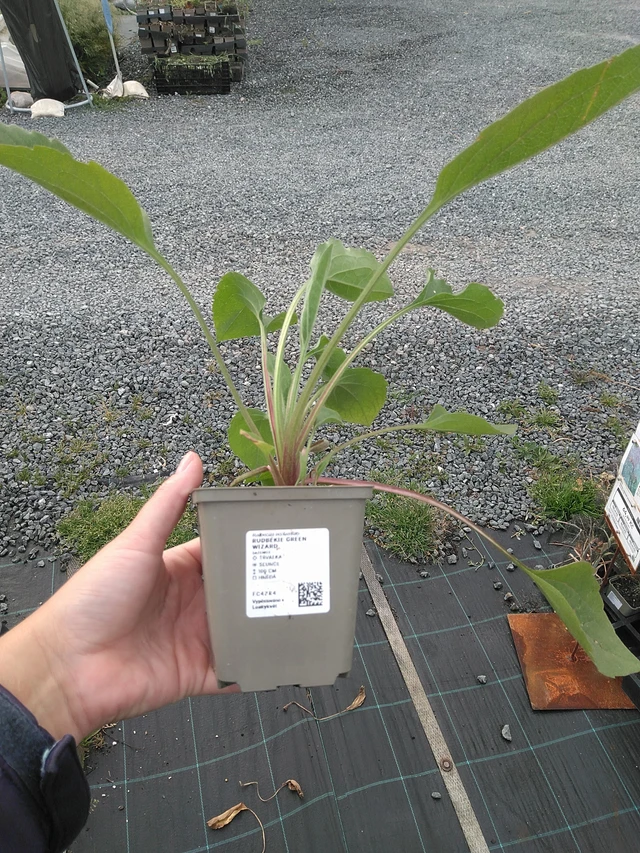 Päivänhattu Green Wizard - 11. 7. 2025