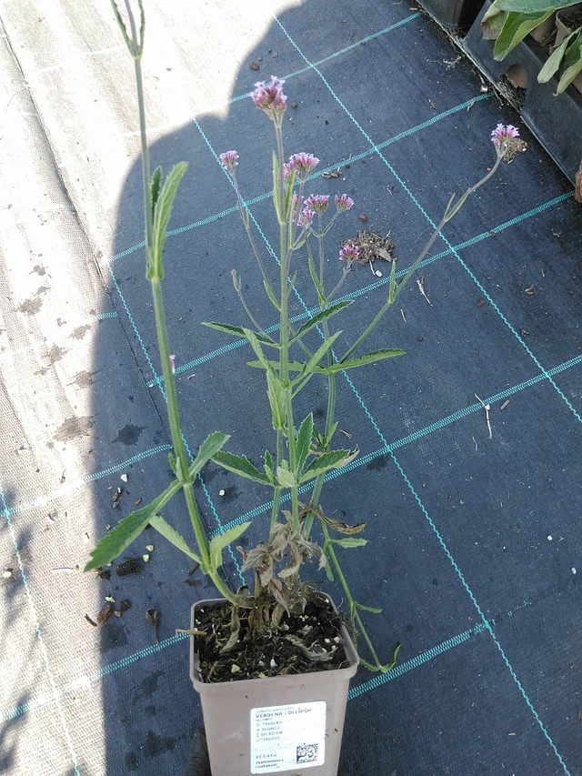 Verbena Lollipop - 19. 8. 2025