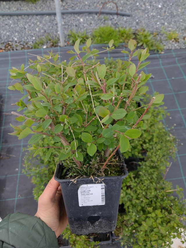 Symphoricarpos Magical Avalanche - 21. 4. 2026