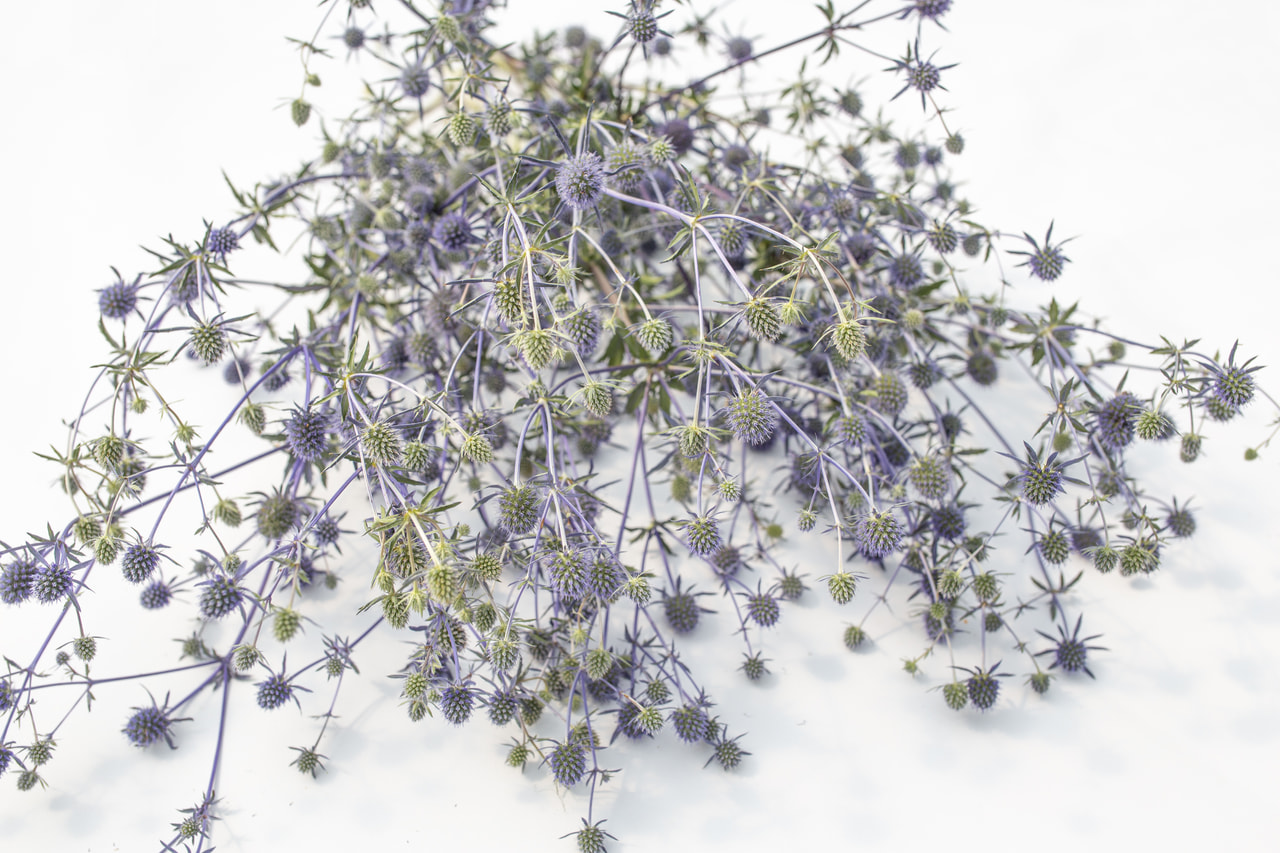 Platte kruisdistel, Loukykvět