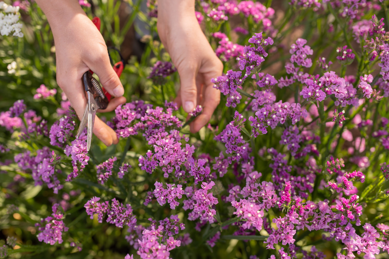 Ikiviuhko QIS Rose, Loukykvět