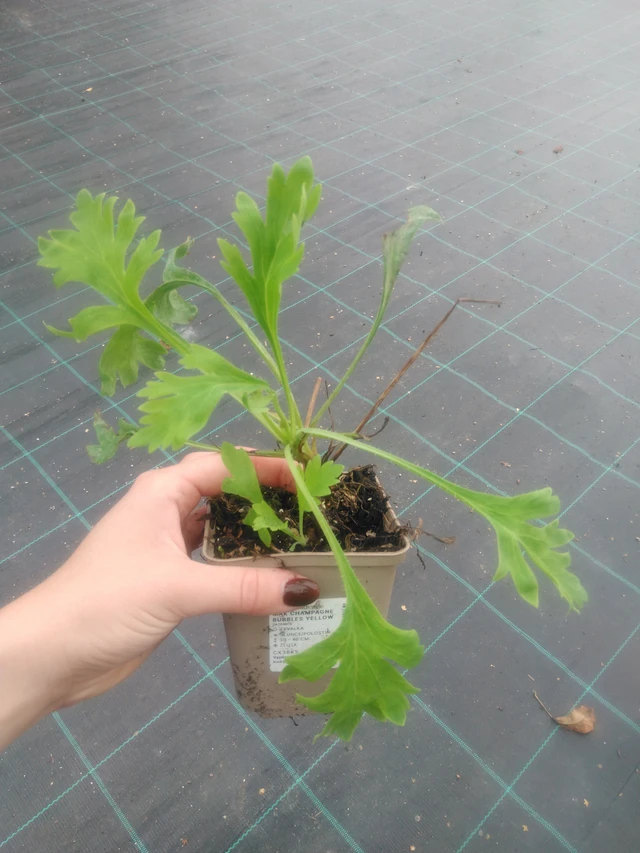 Unikko Champagne Bubbles Yellow - 2024