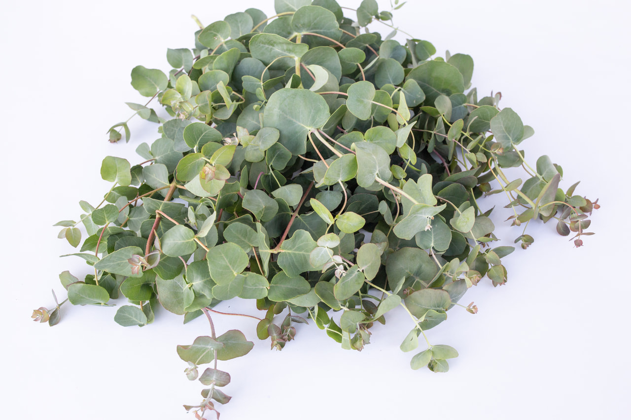 Eucalyptus Small Leaved Gum, Loukykvět