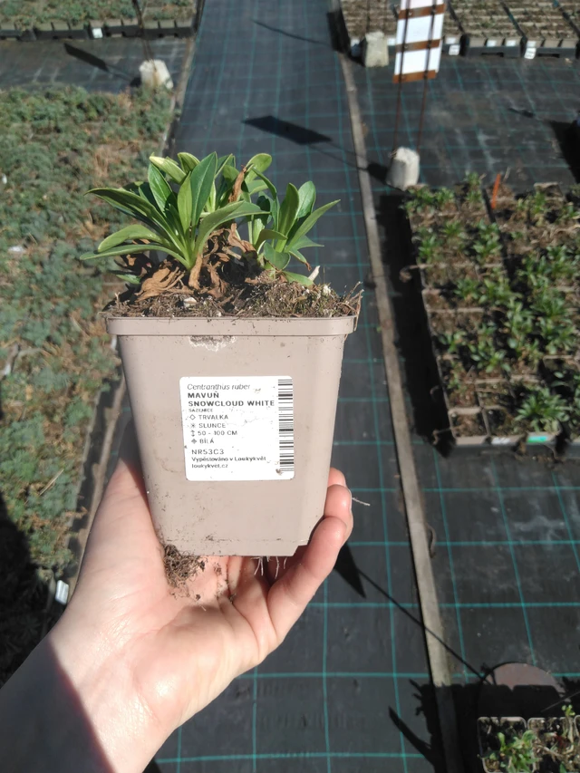 Komeapunikki Snowcloud White - 3. 4. 2025