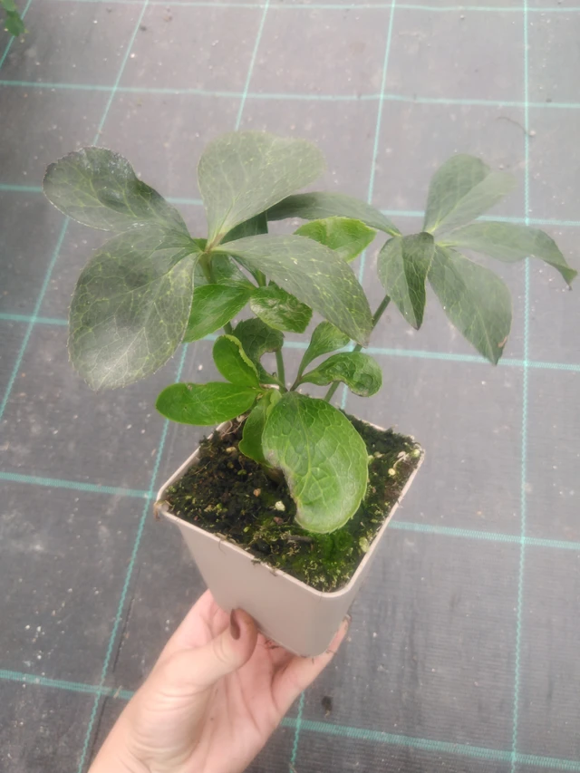 Jouluruusu Double Ellen Yellow Spotted - 2024