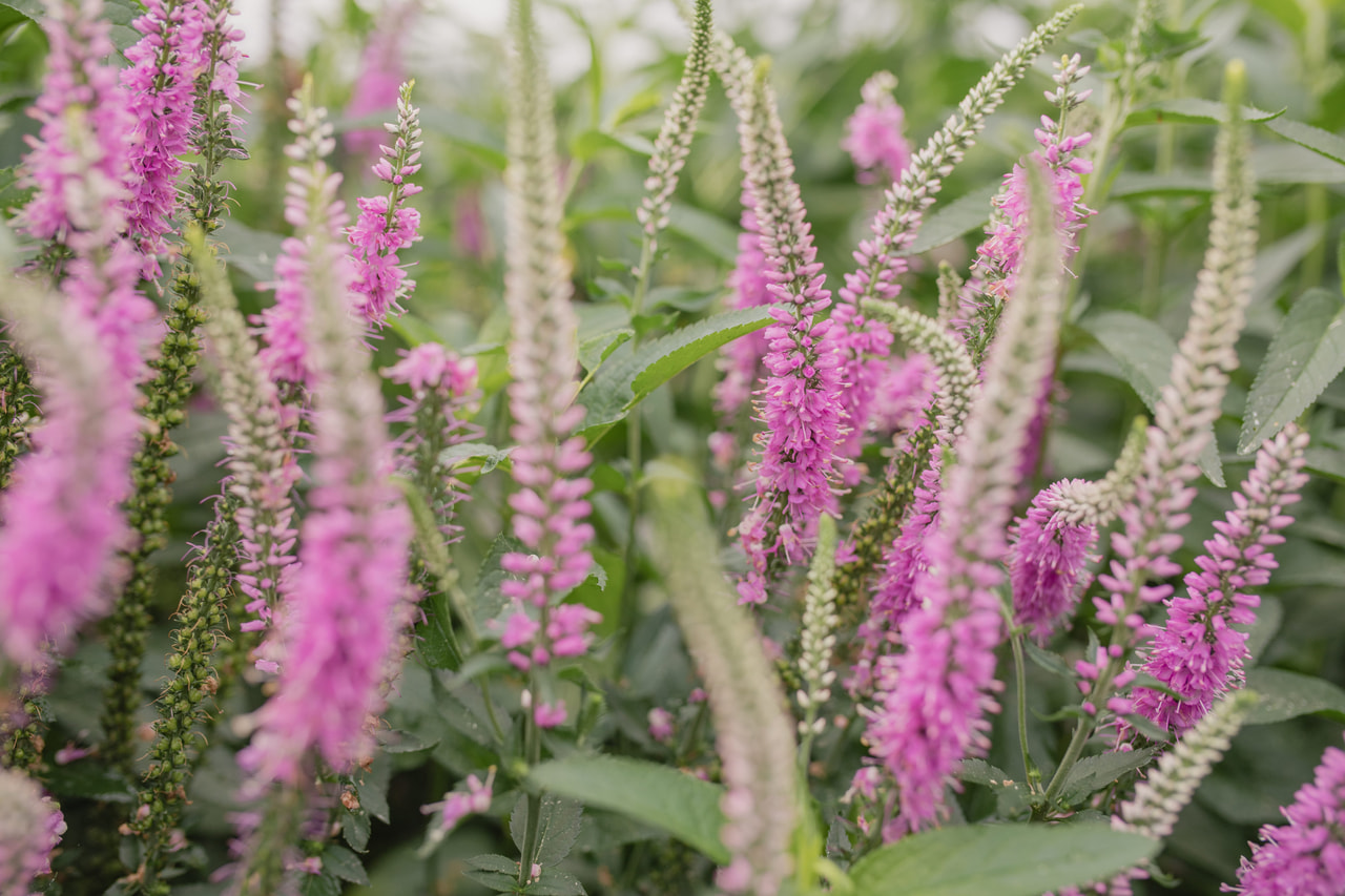 Tähkätädyke Skyler Pink, Loukykvět