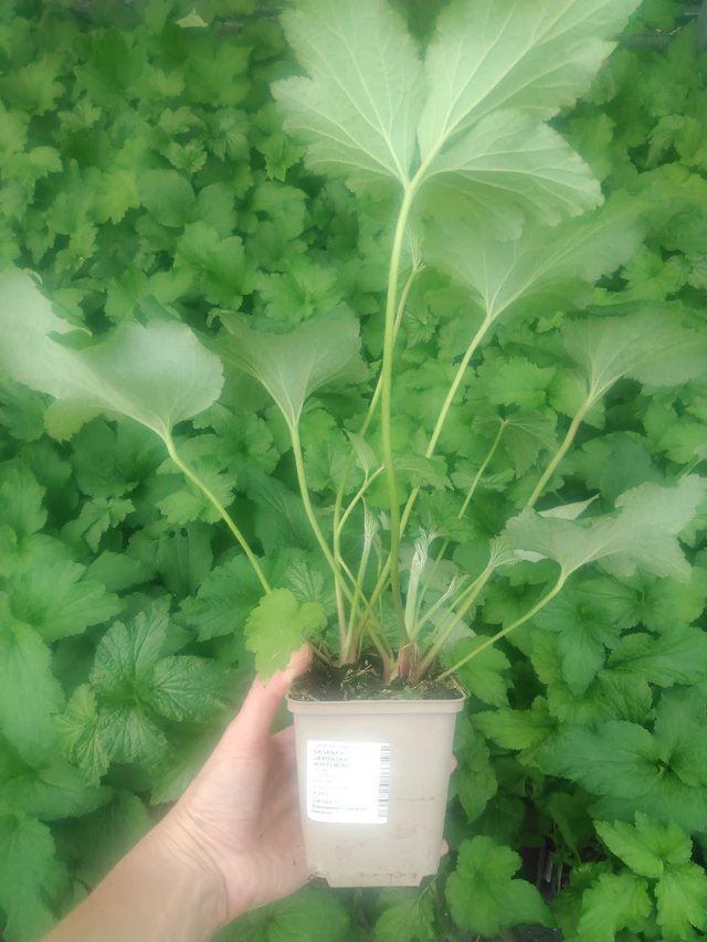 Syysvuokko Whirlwind - 2024