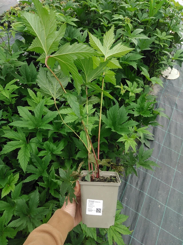 Preeria-angervo Venusta - 9. 6. 2025