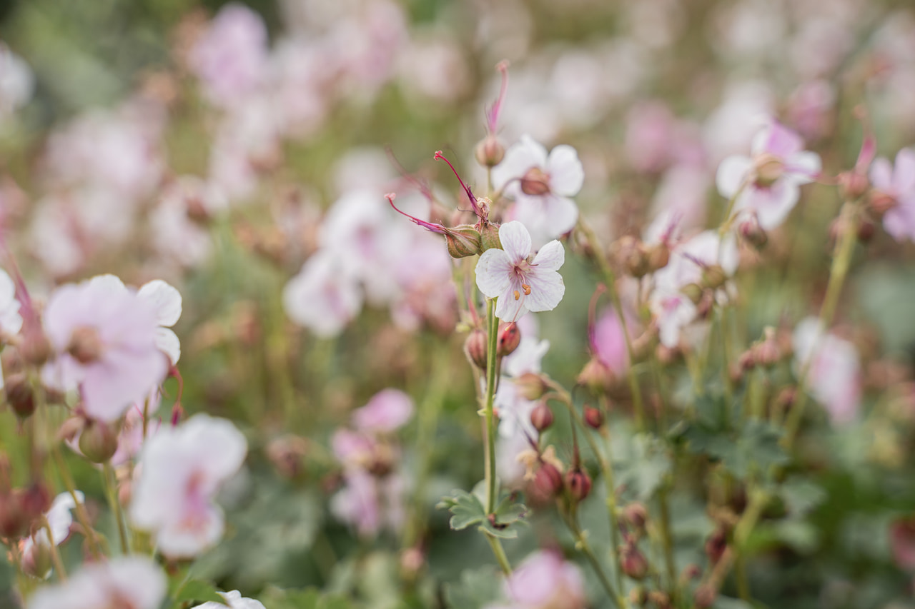 Peittokurjenpolvi Biokovo, Loukykvět
