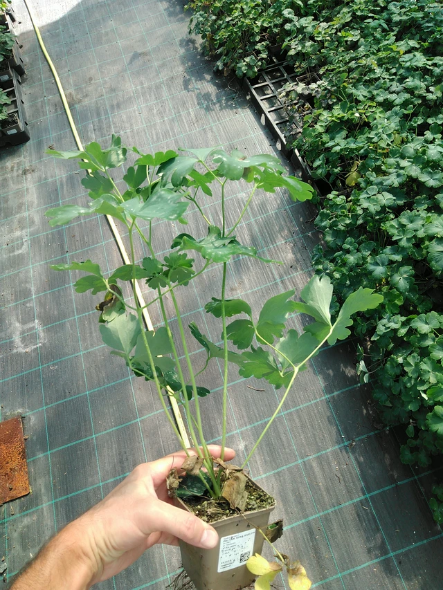 Lehtoakileija Nora Barlow - 19. 8. 2025