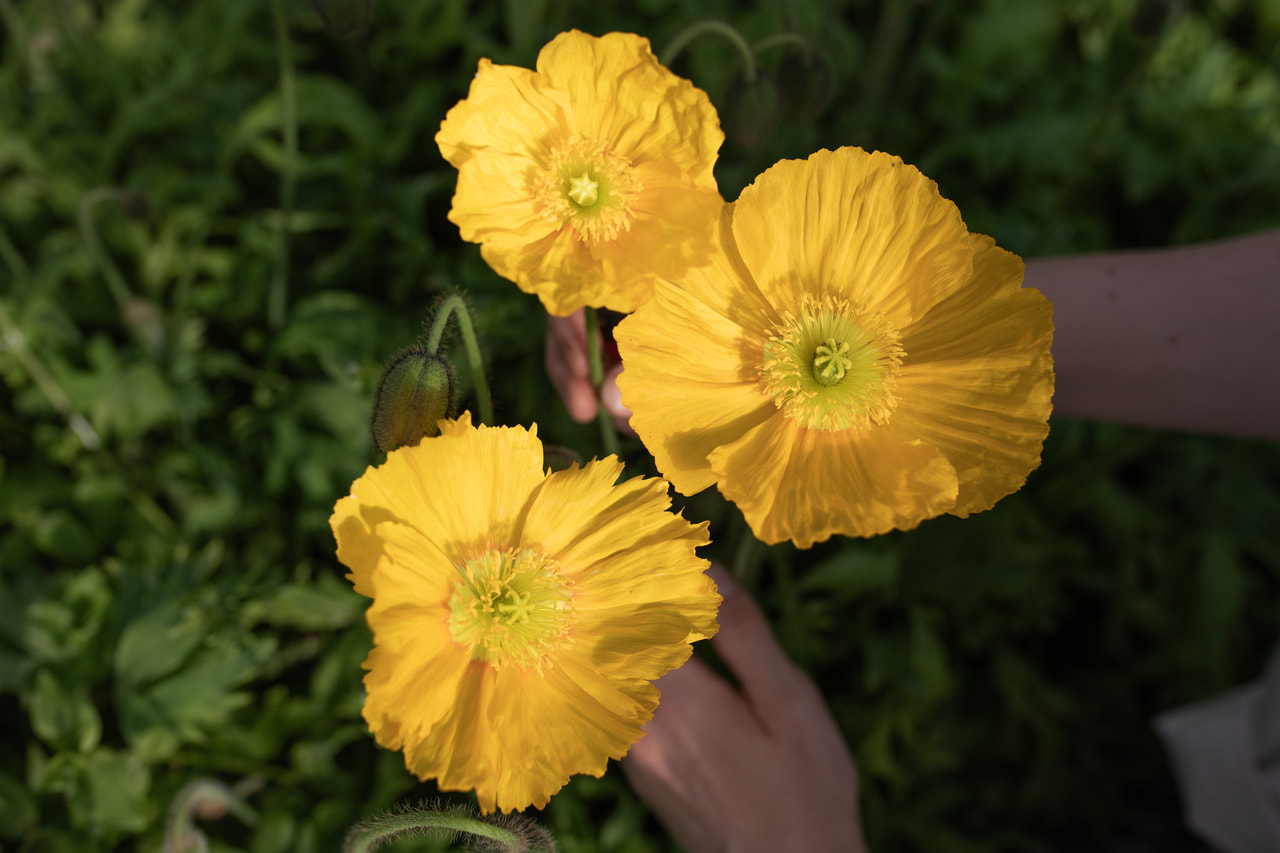 Unikko Champagne Bubbles Yellow, Loukykvět