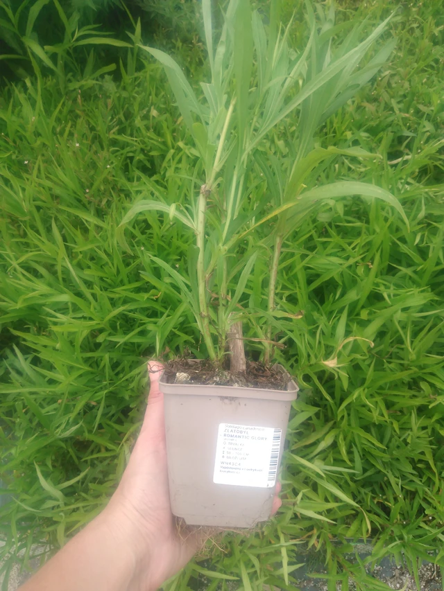 Piisku Romantic Glory - 2024