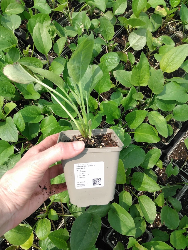 Päivänhattu Green Wizard - 9. 6. 2025