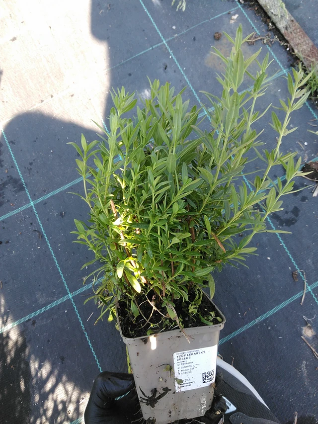 Hisopo Roseus - 19. 8. 2025