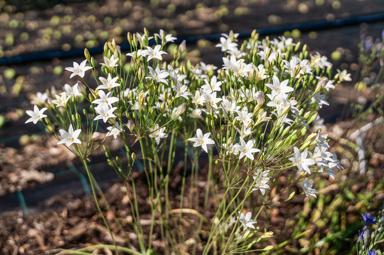 Tiukukukka Silver Queen, Loukykvět